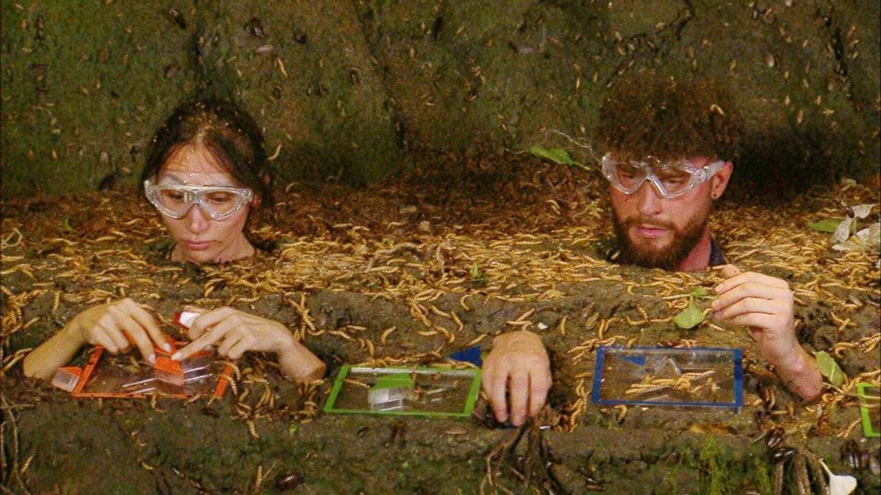 Dschungelcamp 2026: Wie viele Sterne gab es an Tag 9 in der Dschungelprüfung? Dschungelcamp 2026: Wie viele Sterne gab es an Tag 9 in der Dschungelprüfung?