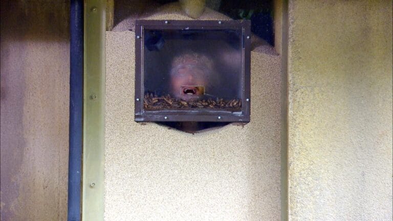 Dschungelcamp 2025 - Folge 3: Fotos vom dritten Tag